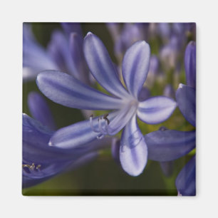 Agapanthus Magnet