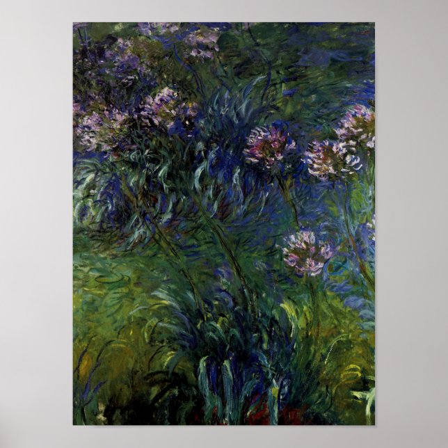 Agapanthus Poster (Vorne)