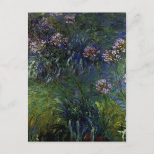 Agapanthus Postkarte