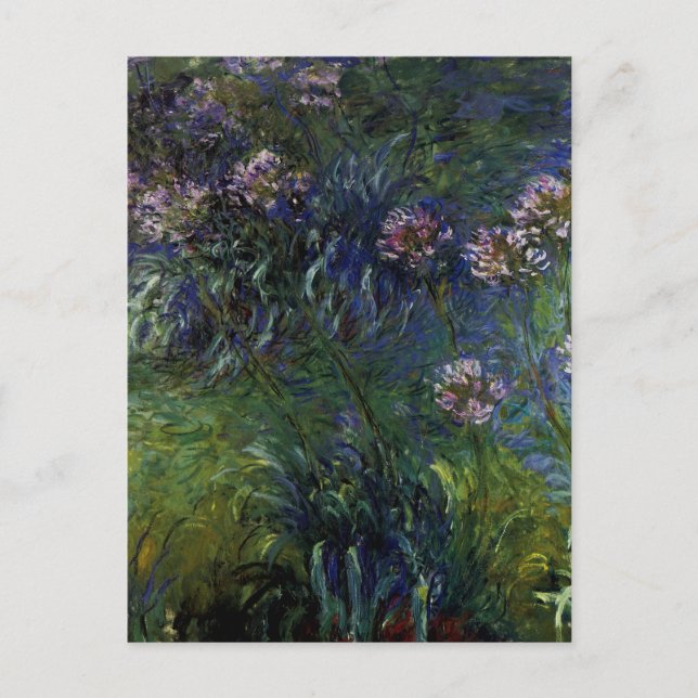 Agapanthus Postkarte (Vorderseite)