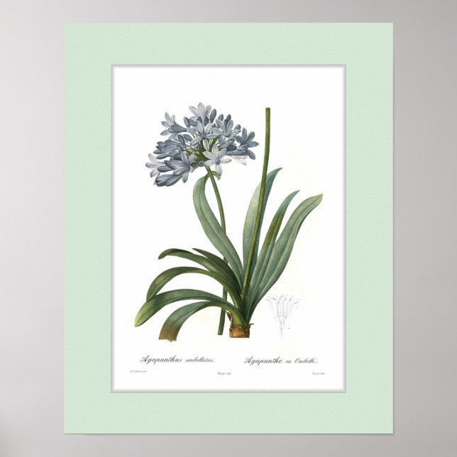 Agapanthus umbellatus, benutzerdefinierte Grenze Poster (Vorne)