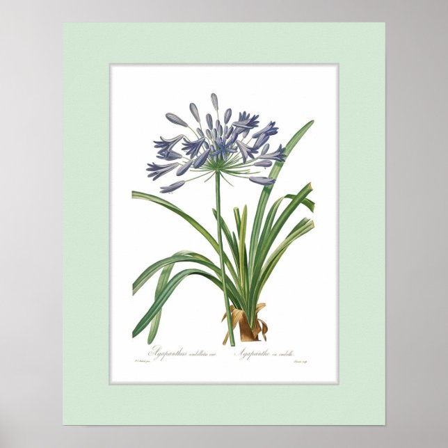 Agapanthus umbellatus, benutzerdefinierte Grenze Poster (Vorne)