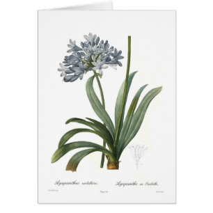 Agapanthus umbellatus durch Pierre-Joseph Redouté