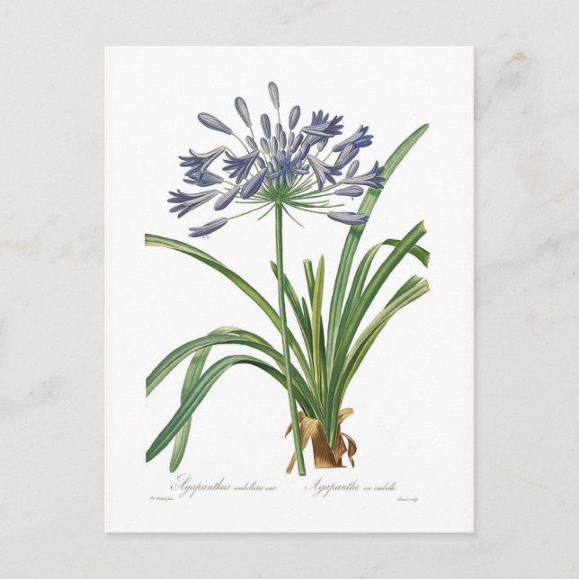 Agapanthus umbellatus postkarte (Vorderseite)