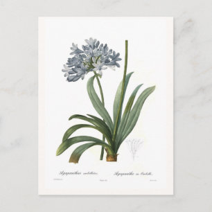 Agapanthus umbellatus postkarte
