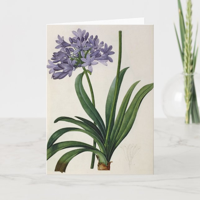 Agapanthus umbrellatus karte (Vorderseite)