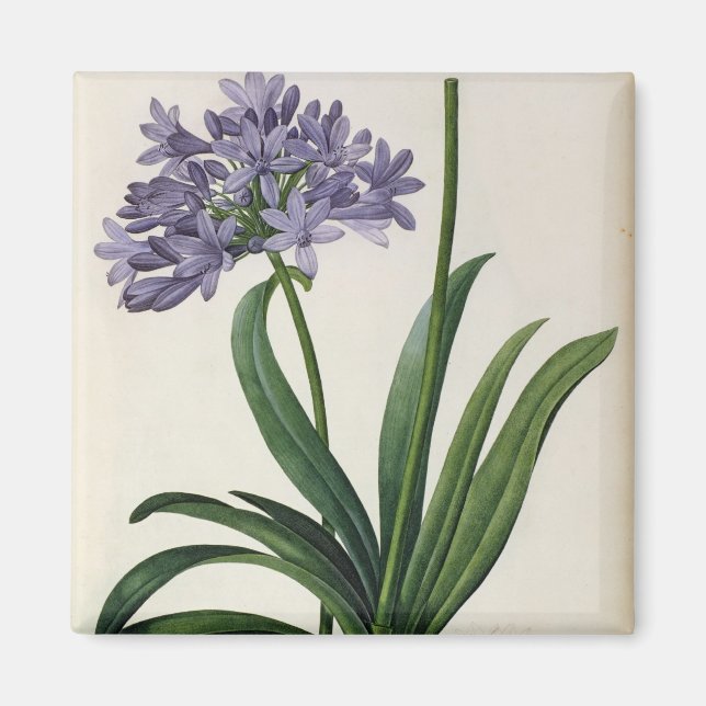 Agapanthus umbrellatus magnet (Vorne)