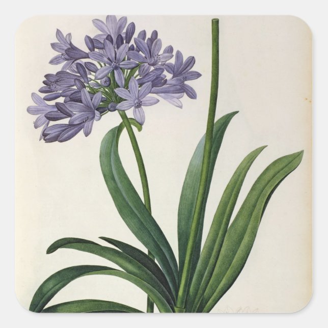 Agapanthus umbrellatus quadratischer aufkleber (Vorderseite)