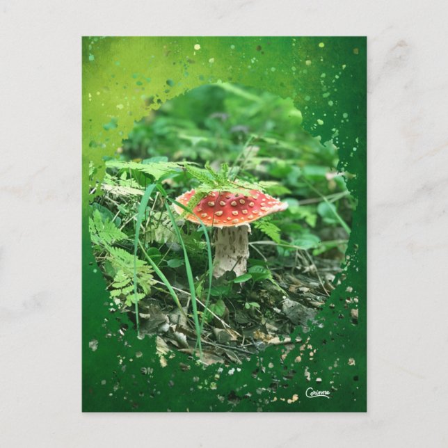 Agaric Voler - Carte postale (Devant)