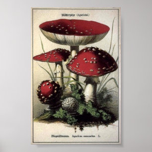 Agaricus muscarius Pilze Poster