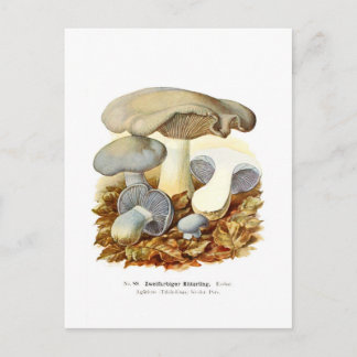 Agaricus zweifarbig postkarte