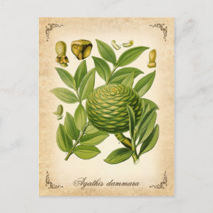 Agathis dammara Vintage Abbildung Postkarte