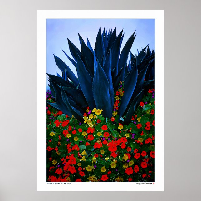 AGAVE and BLOOMS - CALIFORNIA COAST Poster (Vorne)