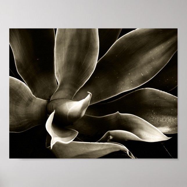Agave Attenuata in Sepia Poster (Vorne)