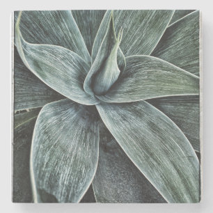 Agave Attenuata Steinuntersetzer