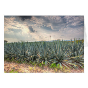 Agave bleu