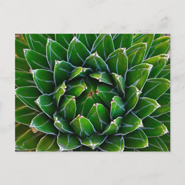 Agave Cactus Postcard Postkarte (Vorderseite)