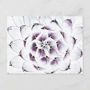 Agave Cactus Postcard Postkarte
