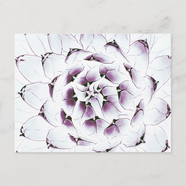 Agave Cactus Postcard Postkarte (Vorderseite)