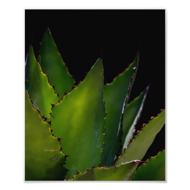 Agave glühen fotodruck (Vorne)