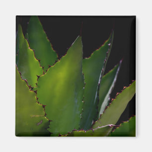 Agave glühen magnet