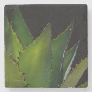 Agave glühen steinuntersetzer