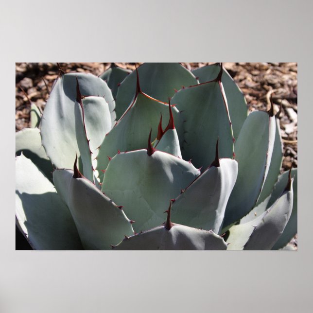 Agave parryi poster (Vorne)