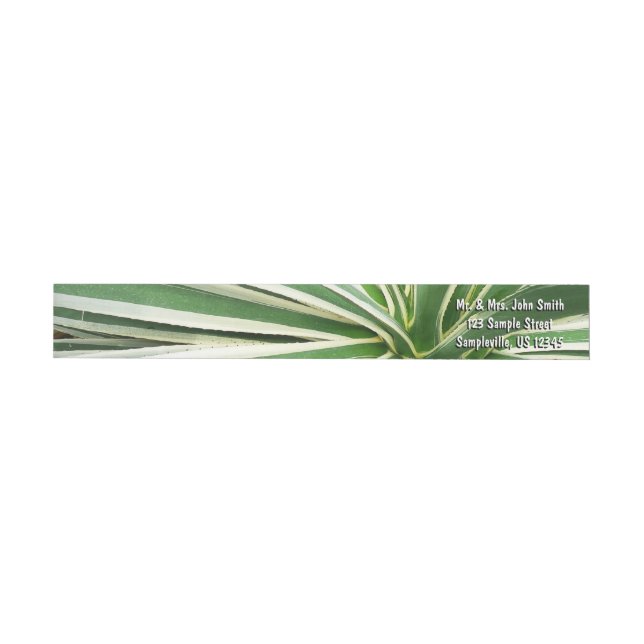 Agave Pflanze grün und weiß gestrichen (Person)