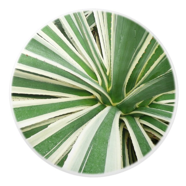 Agave Pflanze grün und weiß gestrichen Keramikknauf (Vorderseite)