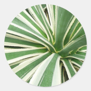Agave Pflanze grün und weiß gestrichen Runder Aufkleber