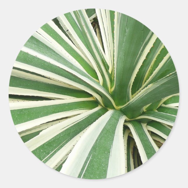 Agave Pflanze grün und weiß gestrichen Runder Aufkleber (Vorderseite)