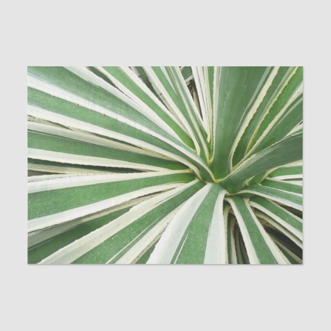 Agave Pflanze grün und weiß gestrichen Seidenpapier (Vorderseite)