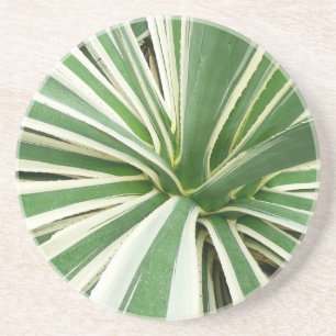 Agave Pflanze grün und weiß gestrichen Untersetzer