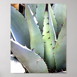 Agave Pflanze Succulent Blue Cacti Tequila Wüste Poster
