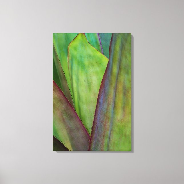 Agave Plant Detail Leinwanddruck (Vorderseite)