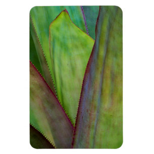 Agave Plant Detail Magnet