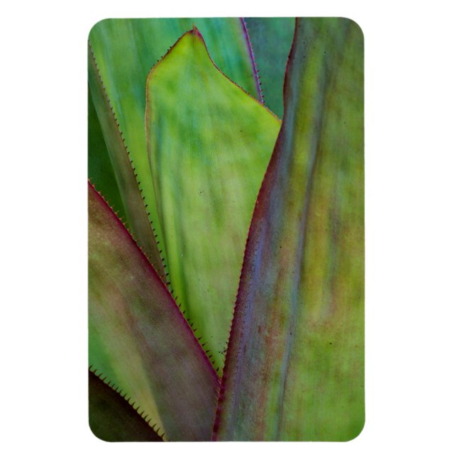 Agave Plant Detail Magnet (Vertikal)