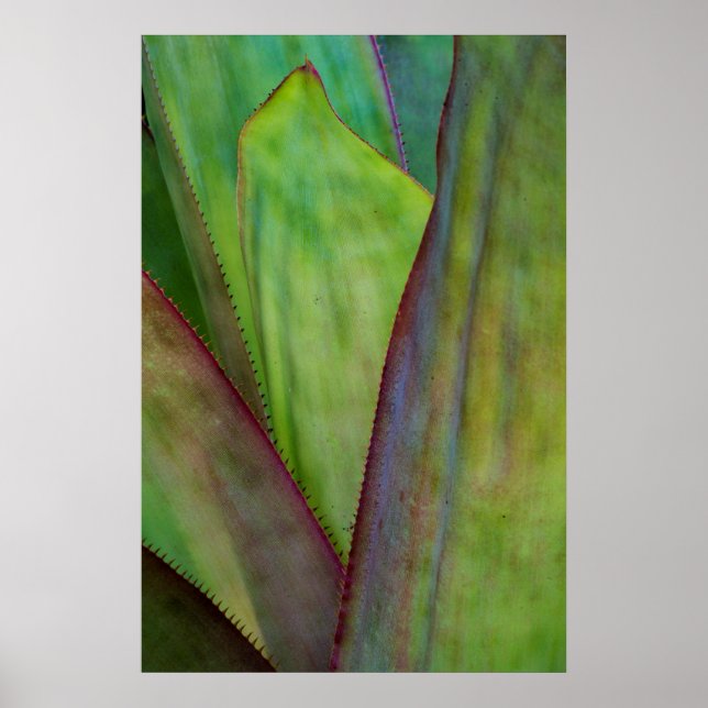 Agave Plant Detail Poster (Vorne)
