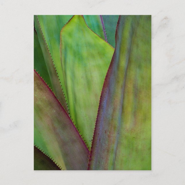 Agave Plant Detail Postkarte (Vorderseite)