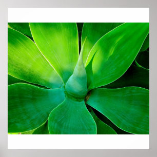 Agave Poster