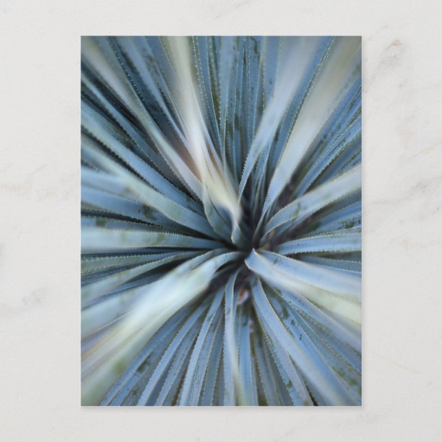 Agave Postkarte (Vorderseite)