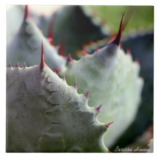 Agave potatorum Fliese