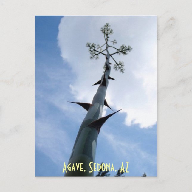 Agave, Sedona, AZ Postkarte (Vorderseite)