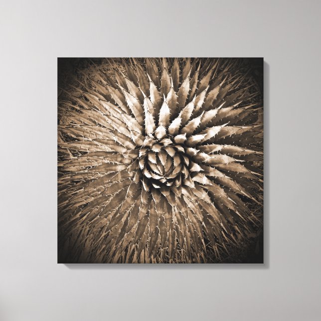 Agave Sepia Print auf Leinwand 22" x 22" (Vorderseite)
