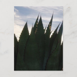Agave Skyrockets Postcard Postkarte