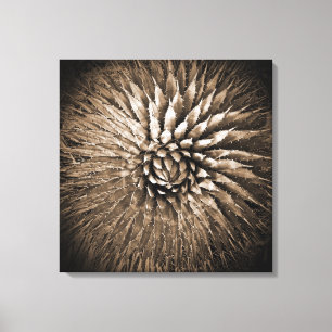 Agave Stacheln Sepia Druck auf Leinwand 56 cm x 56