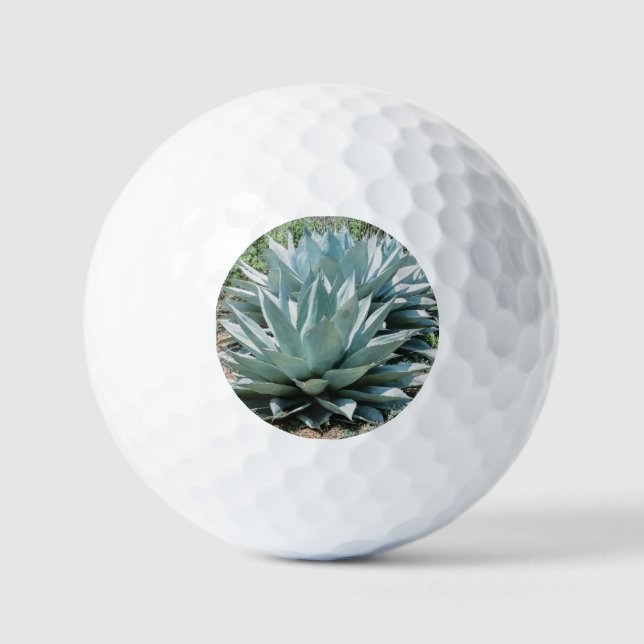 Agave Sukkulente Pflanze Cactus Green Salbei Golfball (Vorderseite)