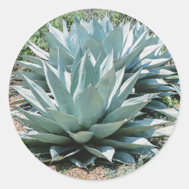 Agave Sukkulente Pflanze Cactus Green Salbei Runder Aufkleber (Vorderseite)