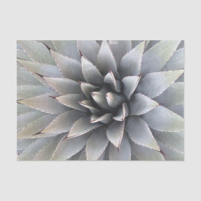 Agave Sukkulente Pflanze Cactus Green Salbei Seidenpapier (Vorderseite)