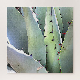 Agave Sukkulenten Pflanze Kaktus Grün